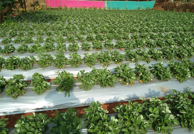 Natures living agro tourism